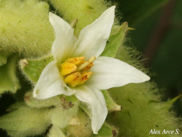 Solanum candidum (Huevos de perro)