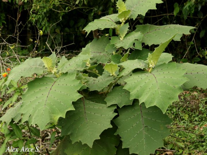 Solanum candidum (Huevos de perro)