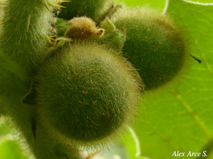Solanum candidum (Huevos de perro)