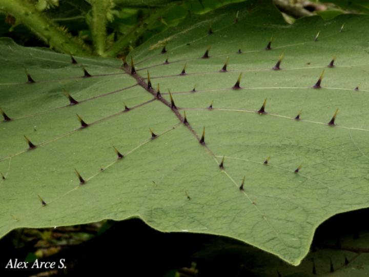 Solanum candidum (Huevos de perro)