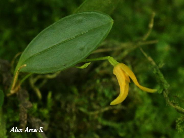 Specklinia corniculata