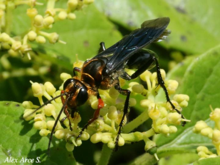 Sphex nitidiventris (Avispa excavadora)