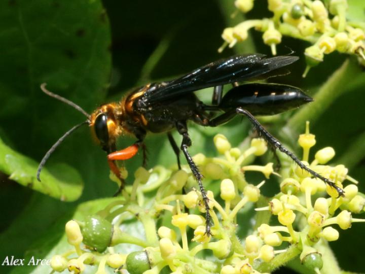 Sphex nitidiventris (Avispa excavadora)