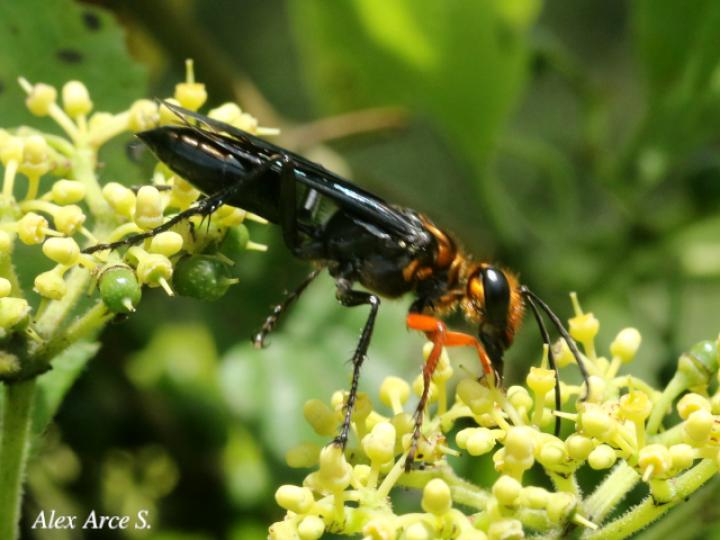 Sphex nitidiventris (Avispa excavadora)