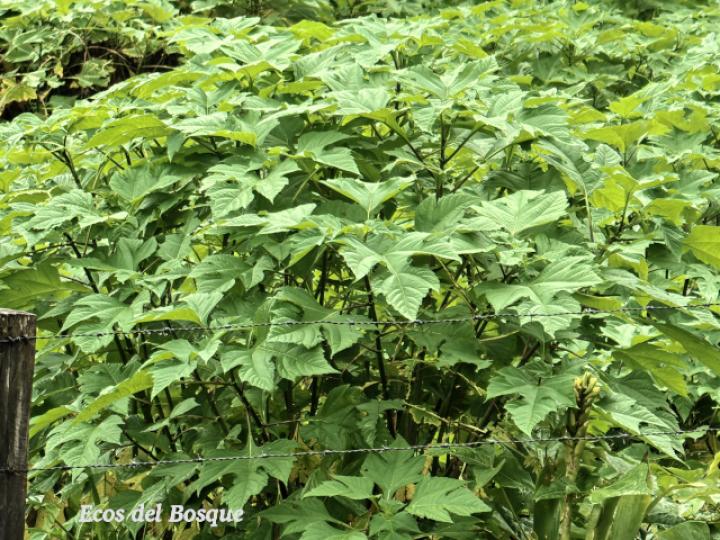 Tithonia diversifolia
