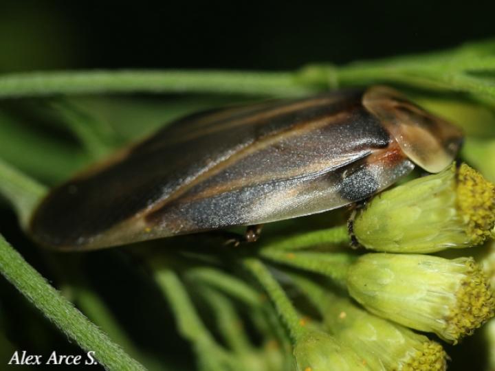 Achroblatta luteola