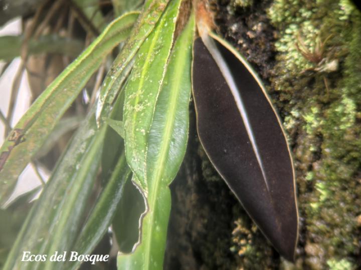 Anthurium wendlingeri