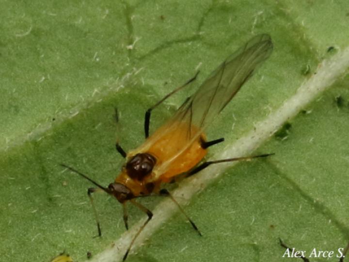 Aphis nerii