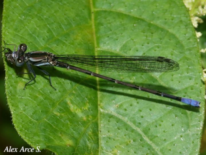 Argia pulla (Azulilla de arroyo púrpura)