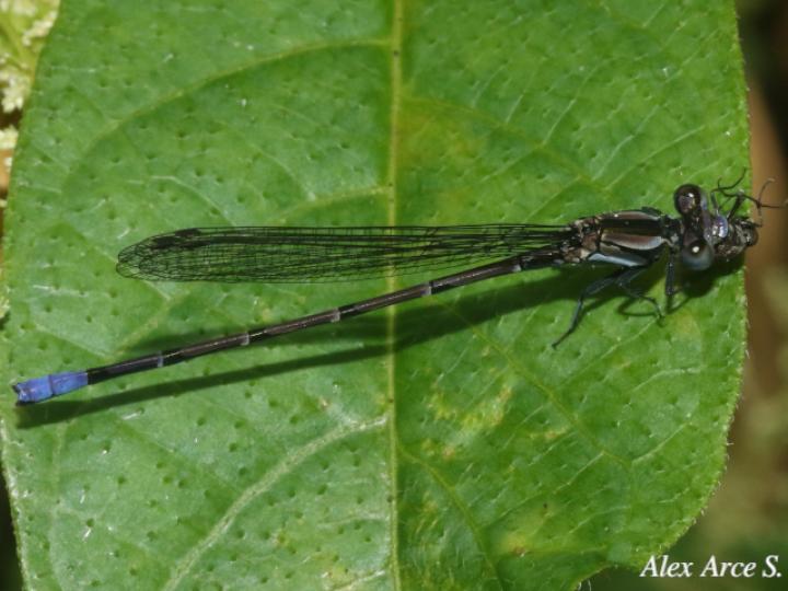 Argia pulla (Azulilla de arroyo púrpura)