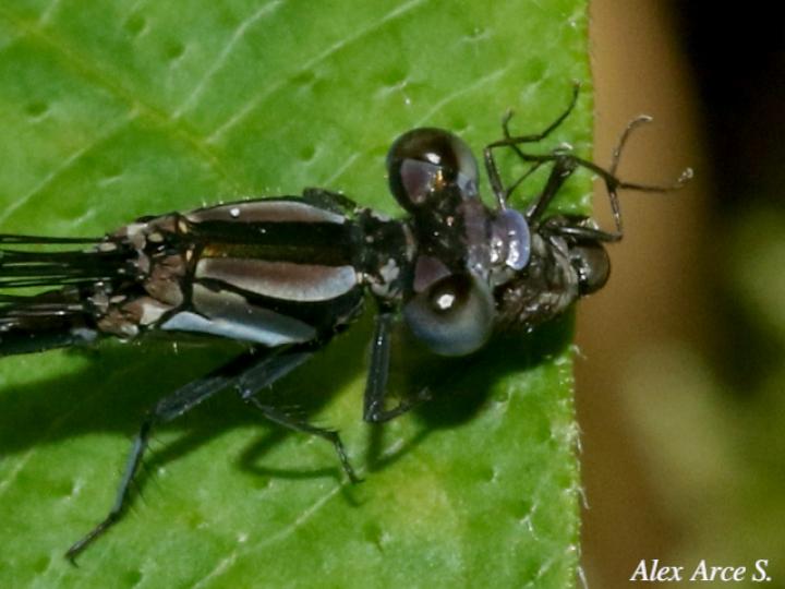 Argia pulla (Azulilla de arroyo púrpura)