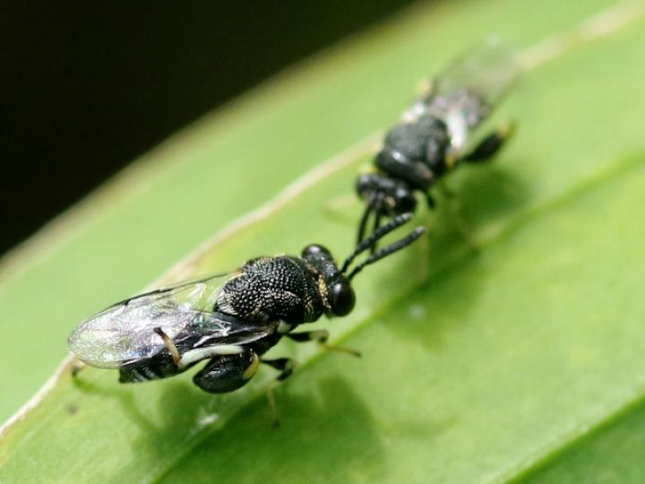 Brachymeria sp