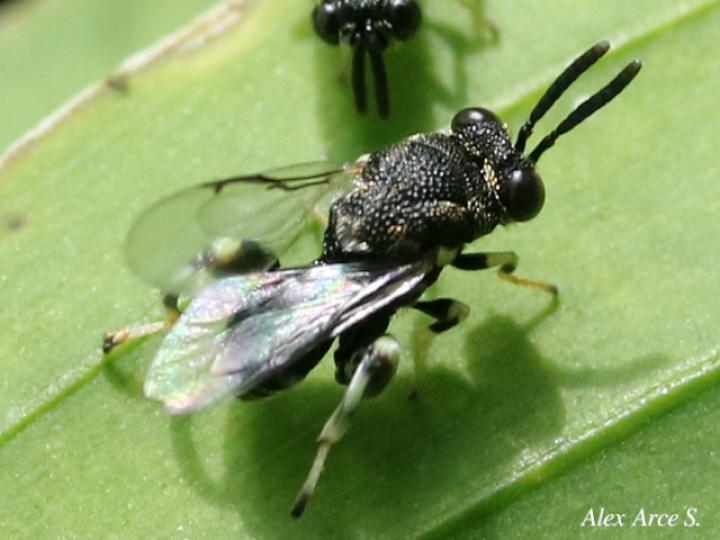 Brachymeria sp
