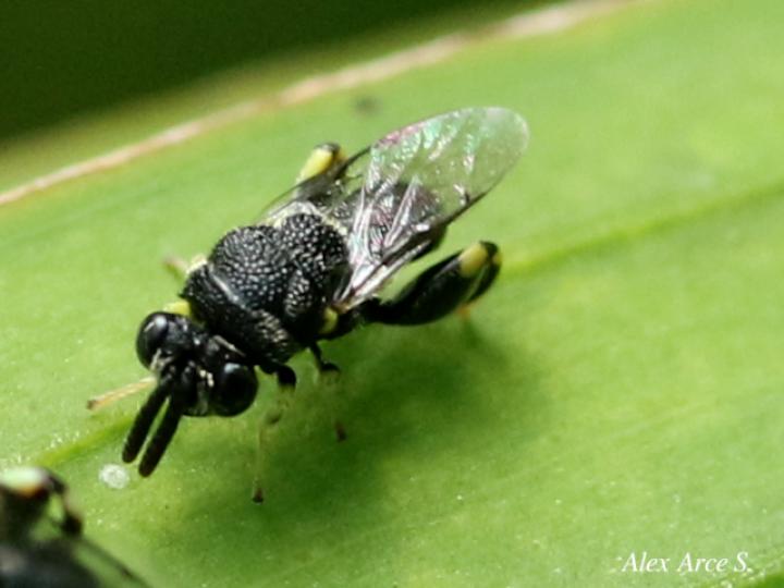 Brachymeria sp