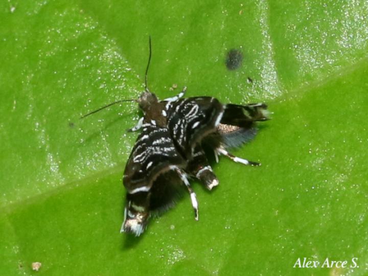 Brenthia sp (Polilla metálica)