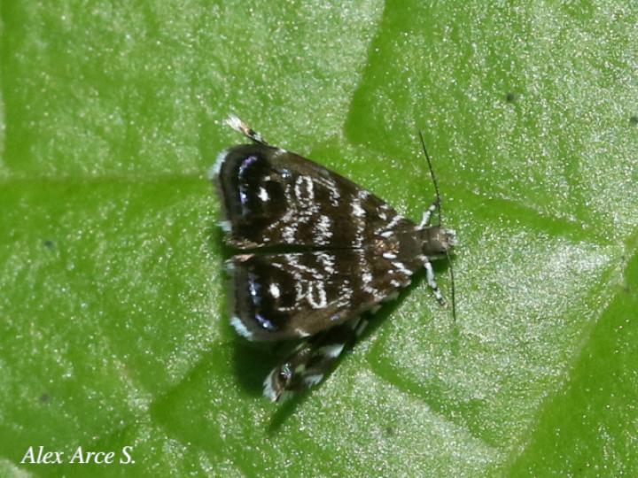 Brenthia sp (Polilla metálica)