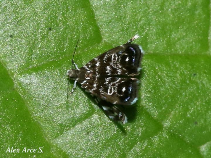 Brenthia sp (Polilla metálica)
