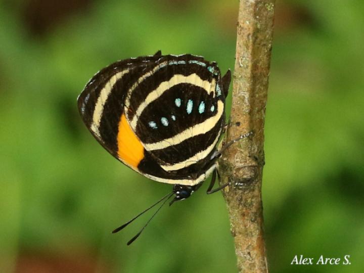 Callicore lyca aerias
