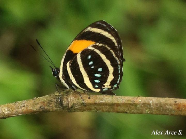 Callicore lyca aerias