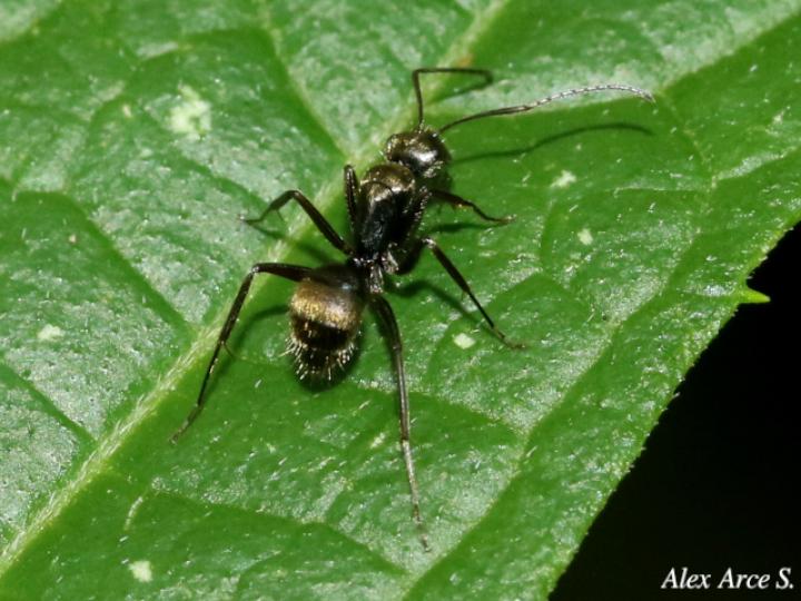 Camponotus novogranadensis