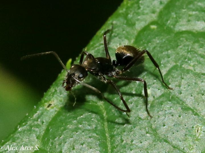 Camponotus novogranadensis