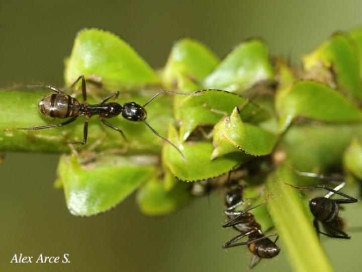 Camponotus novogranadensis