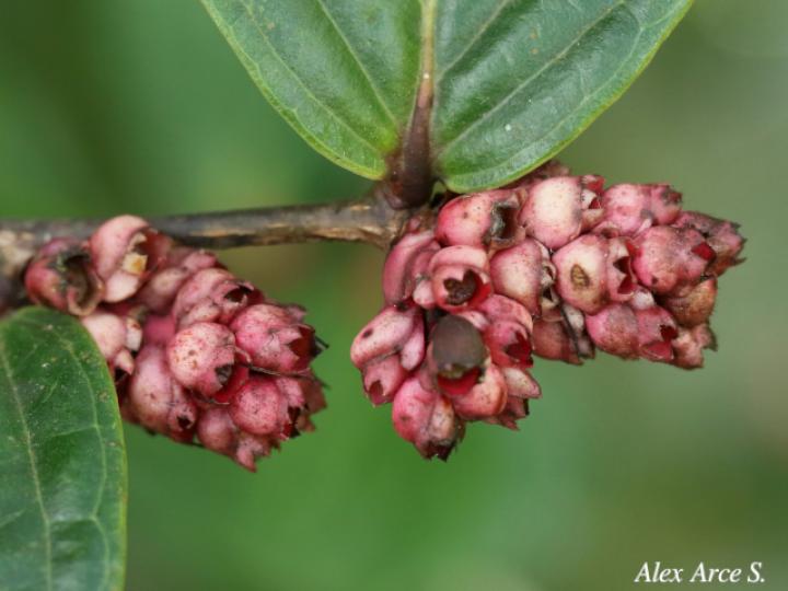 Cavendishia axillaris