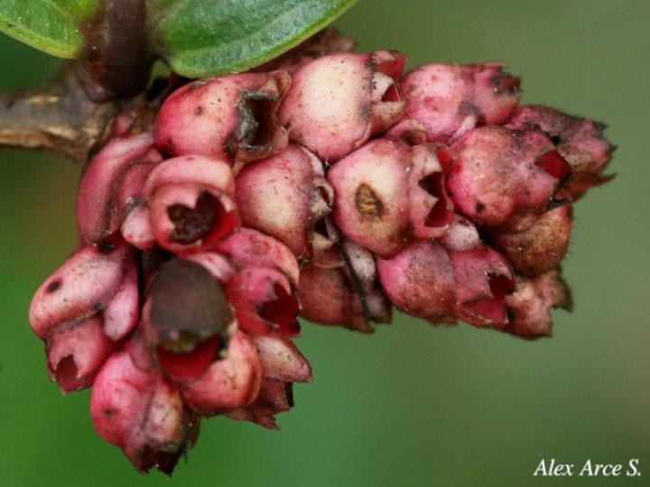 Cavendishia axillaris