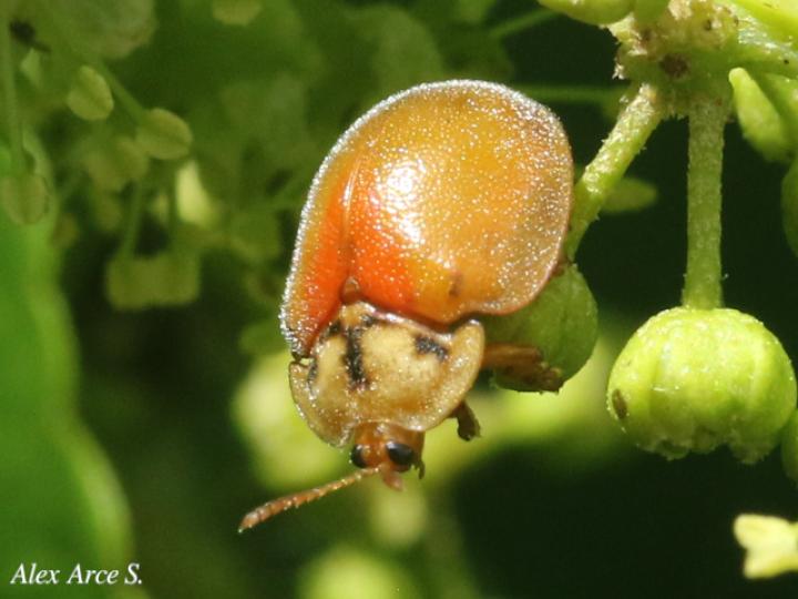 Chelymorpha sp1