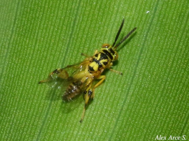 Conura sp