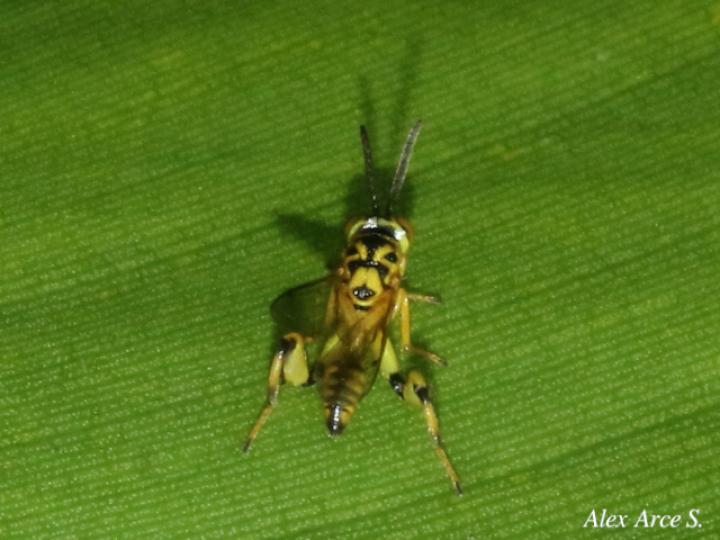 Conura sp