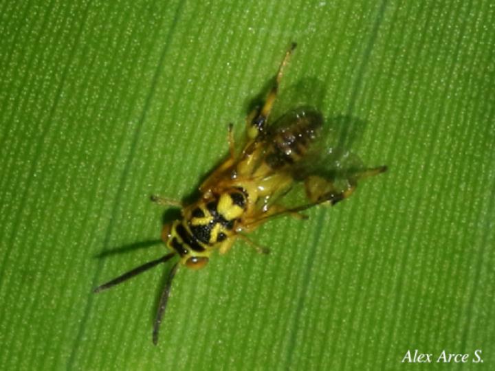 Conura sp