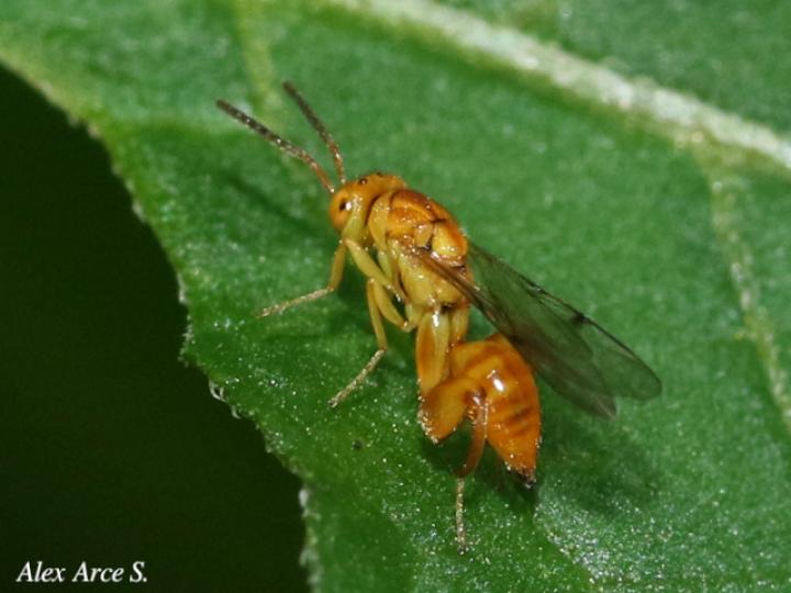 Conura_sp_8