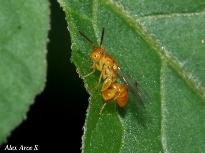 Conura_sp_8