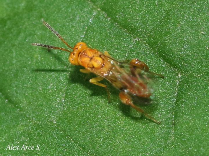 Conura_sp_8