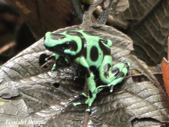 Dendrobates auratus (Rana venenosa verde y negra)