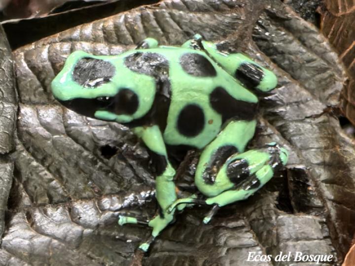 Dendrobates auratus (Rana venenosa verde y negra)
