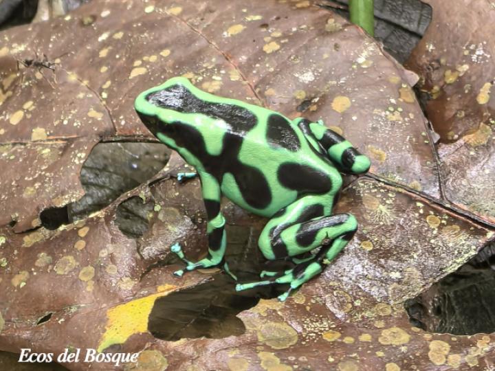 Dendrobates auratus (Rana venenosa verde y negra)