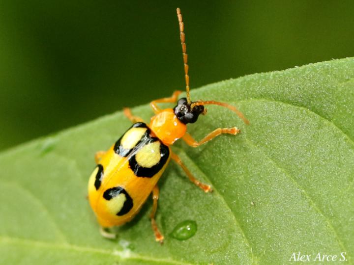 Diabrotica biannularis (Tortuguilla de dos anillos)