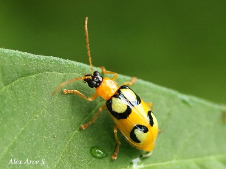 Diabrotica biannularis (Tortuguilla de dos anillos)
