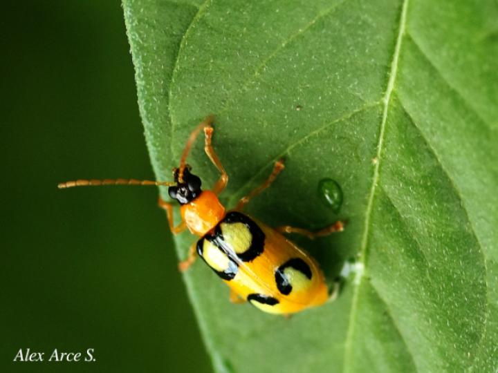 Diabrotica biannularis (Tortuguilla de dos anillos)