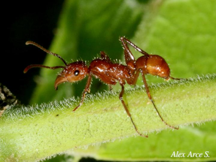 Ectatomma tuberculatum