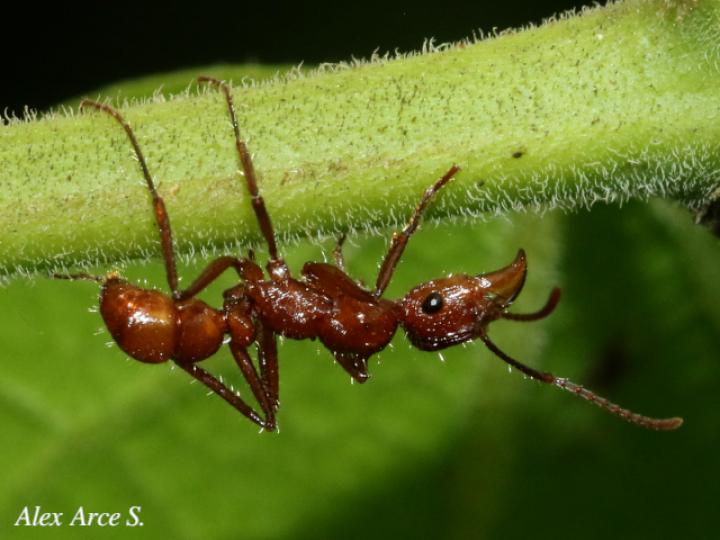 Ectatomma tuberculatum