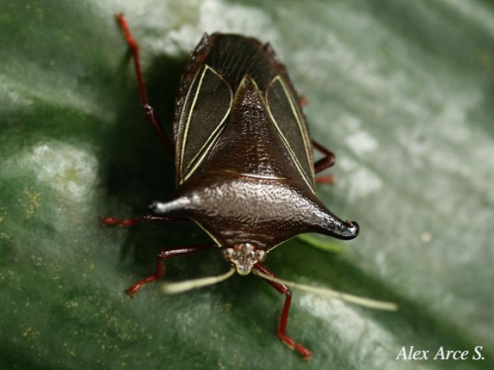 Edessa jugata