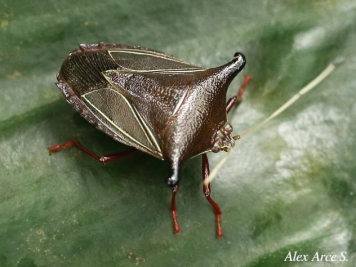 Edessa jugata