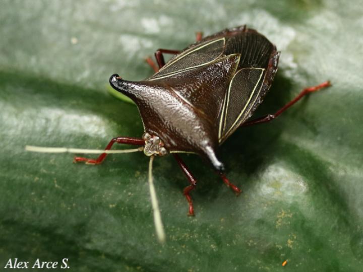 Edessa jugata