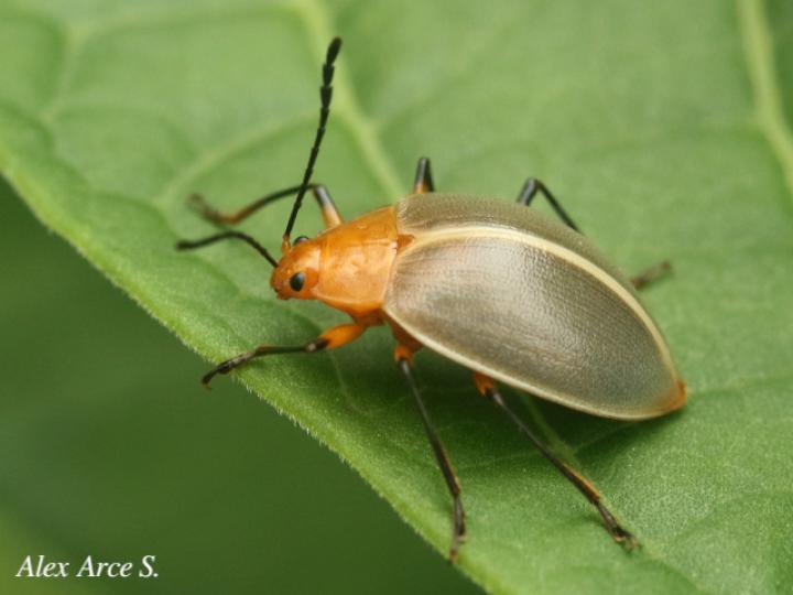 Ellipticus duponcheli
