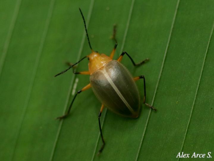 Ellipticus duponcheli