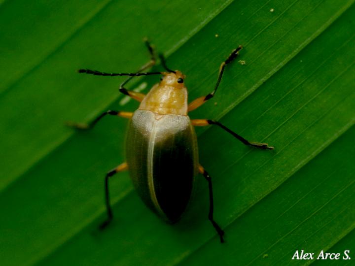 Ellipticus duponcheli
