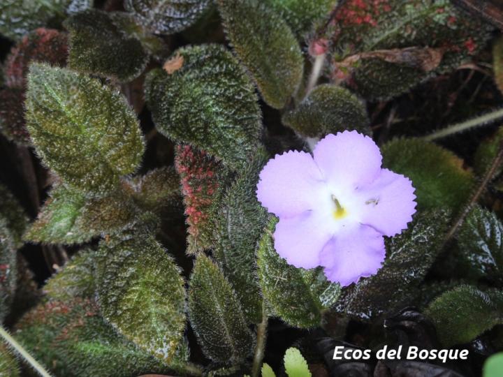 Episcia lilacina